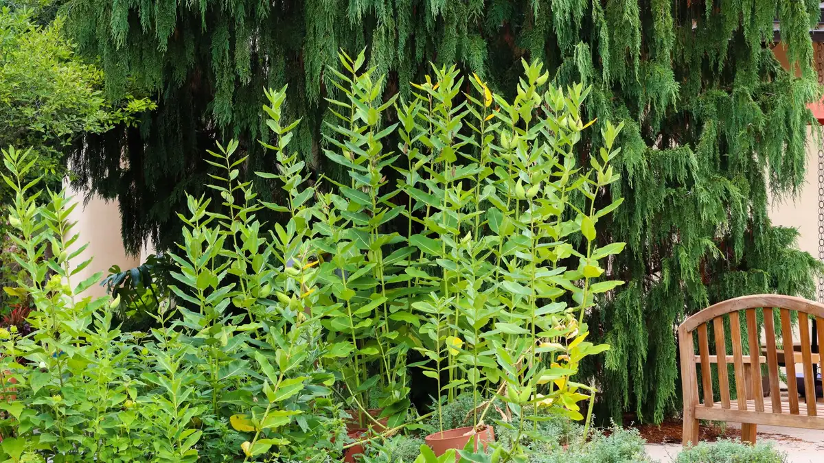 Penser un petit jardin en zones