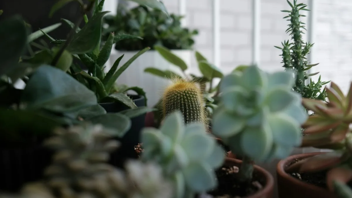 Plante grasse extérieur