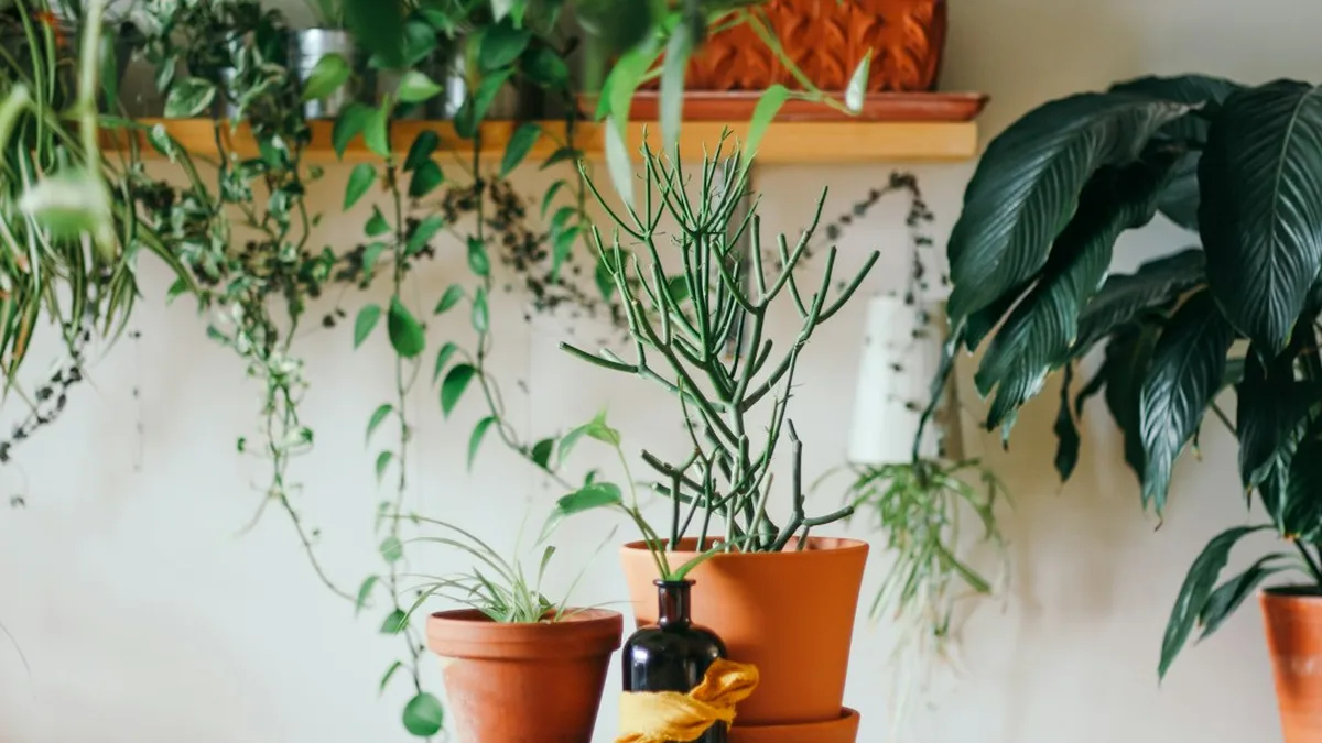 Plantes d'intérieur anti mouches
