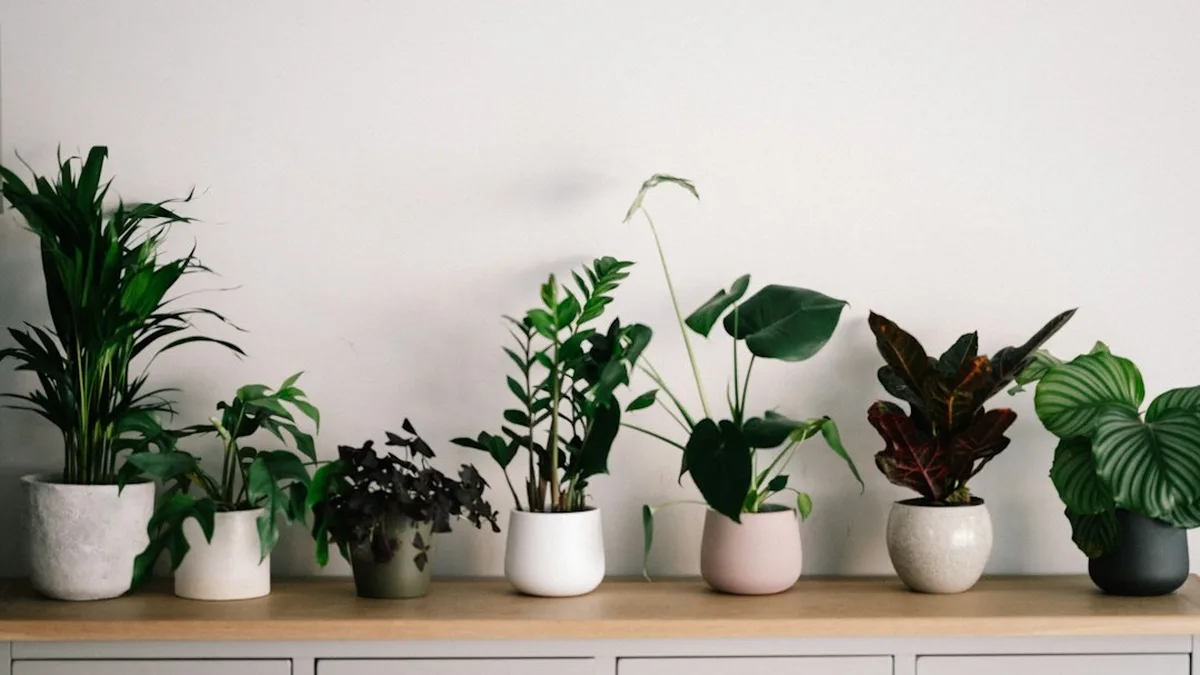 Plantes d'intérieur résistantes