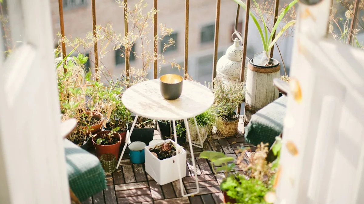 Plantes extérieur balcon : Plante balcon toute l'année