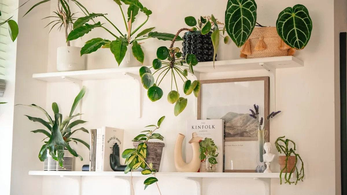 Plantes d'intérieur faciles : 10 espèces qui pardonnent les oublis