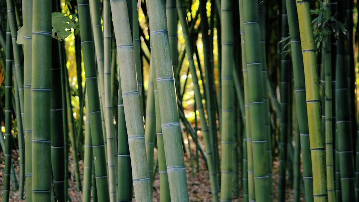 Que faire avec des bambous : bambou récup jardin