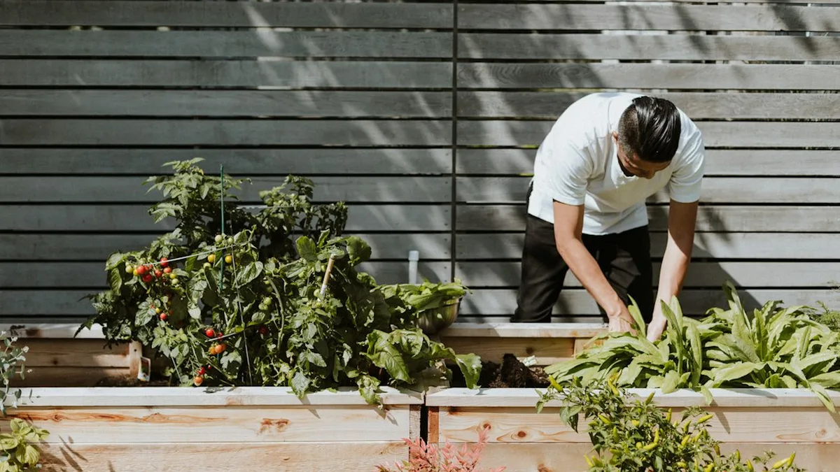 Que planter en juillet au potager